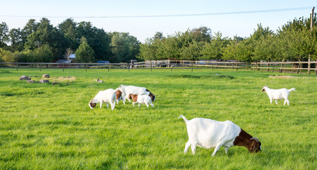 Grazing goats in a green field