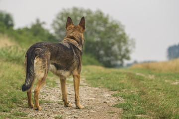 Deutscher Schäferhund