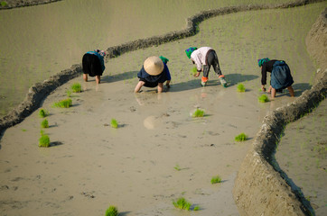 Femmes plantant le riz