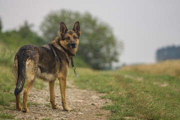 Deutscher Schäferhund