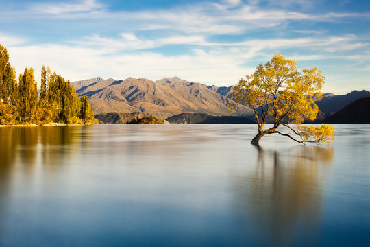 Wanaka Tree