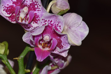 orchidee © Iwona