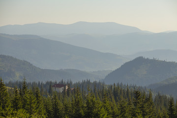 Fototapeta na wymiar Green fir trees against the background of the Carpathian mountains in summer. Ukraine