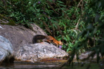 Écureuil au bord de l'eau - Squirrel near the river