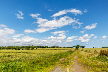 Obraz premium Small footpath in the middle of nature