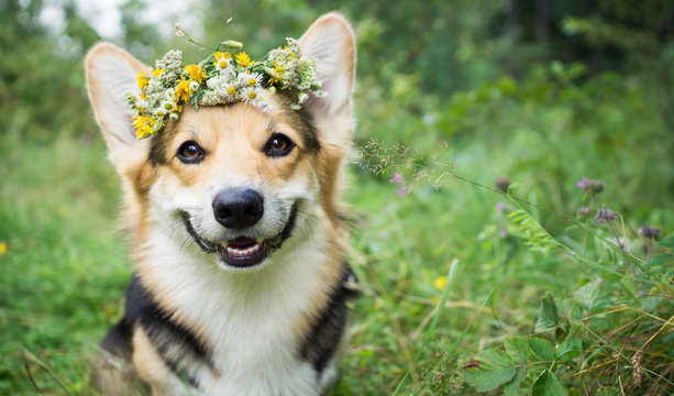 A dog of the breed of Wales Corgi Pembroke on a walk in the summer forest. A dog in a wreath of flowers.