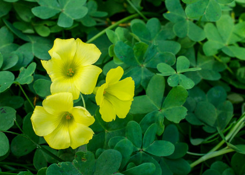 Closeup on yellow Oxalis flowers in the garden on springtime, leaves green background