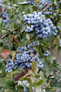 Fr&uuml;chte einer Mahoni (Mahonia aquifolium)