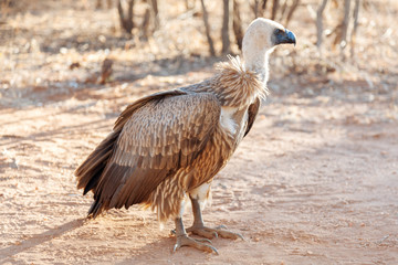Vulture