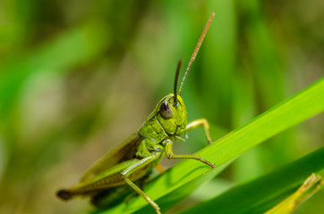 Grashüpfer