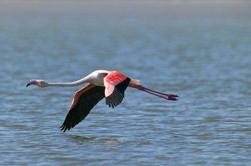 Greater Flamingo (Phoenicopterus roseus)