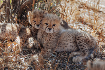 Cheetah in Nature - 170342306
