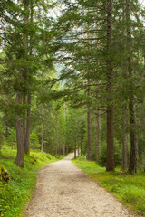 a path trough a forest in Alps