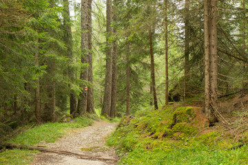 a path trough a forest in Alps