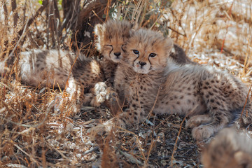 Cheetah in Nature