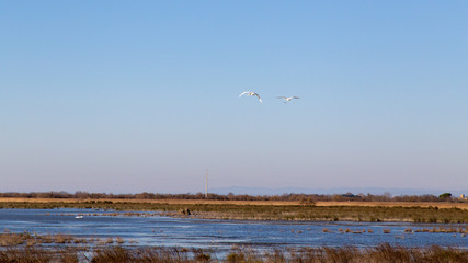 The ponds of the Camargue, in the south of France