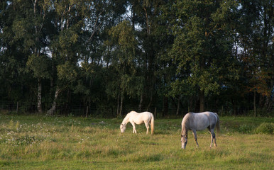 White and graya horse grazing in green field against a dark forest background