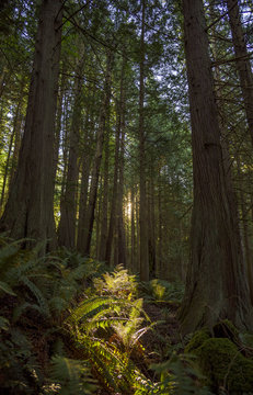 The sun rises through the forest in the Pacific Northwest. 