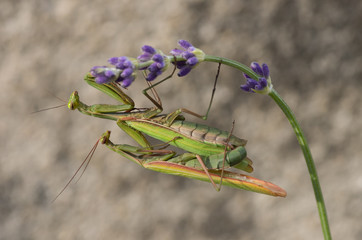 Mante religieuse (Mantis religiosa) : accouplement