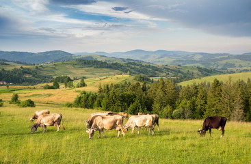 Fototapeta na wymiar A herd of cows grazing in a meadow in a mountainous area