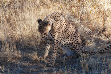 Cheetah in Nature