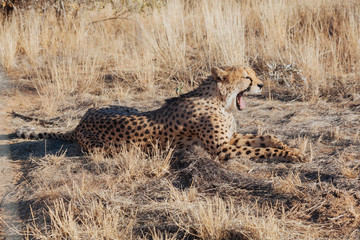Cheetah in Nature