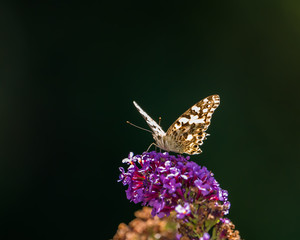 Butterflies on butterfly bush in late summer