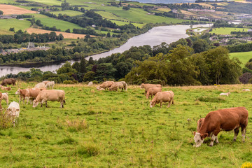 Cows on a summer pasture