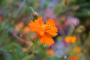 Природа (Цветы)