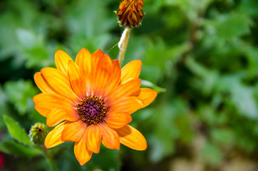 Gelbe Orange Blume