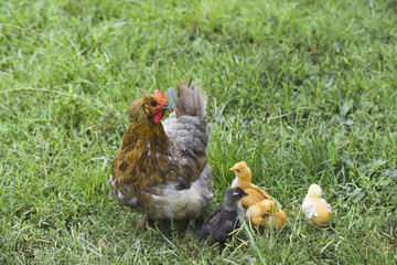 A chicken with chickens keeps an eye on everything.