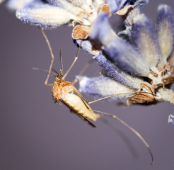 Mücke auf Lavendel