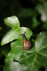 Schnecke auf Blatt