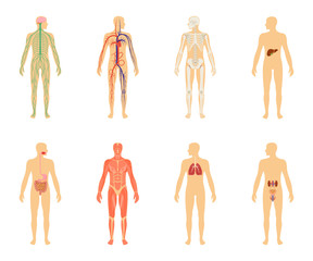 Human anatomy. Set of vector illustration isolated on white background. Human body structure: skeleton and circulatory vascular system.