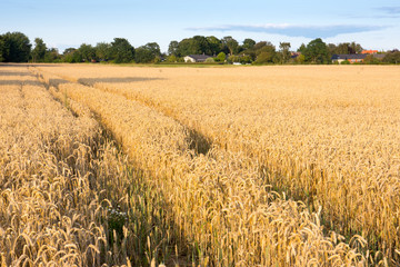 Wheat field with wheel tracs running through the field