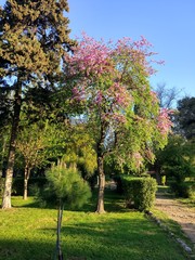 Spring Flowers in Greece, year 2017