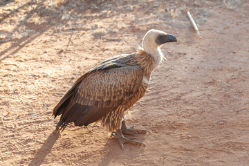 Vulture in Nature