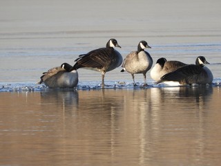 geese on edge of frozen lake
