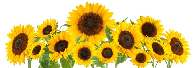 Poster Sunflowers isolated on white background © Kanea