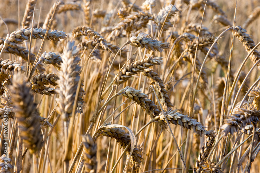 Canvas Prints close-up of wheat ready for harvest