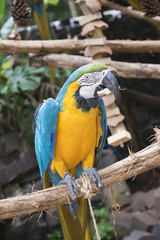 Arara brasileira