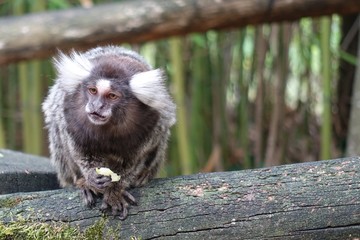 Naklejka premium Common marmoset - Monkey eating in wild