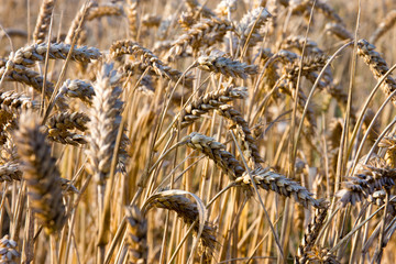 Close-up of wheat ready for harvest