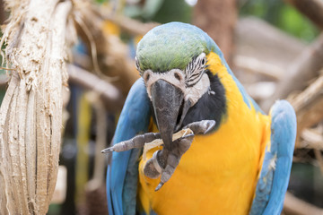 Arara brasileira
