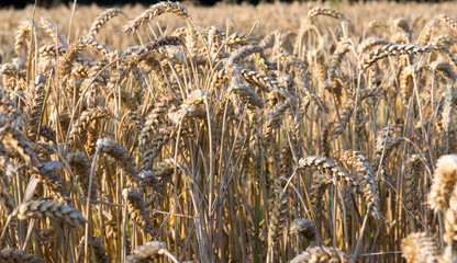 close-up of ripe wheat  ready for harvest