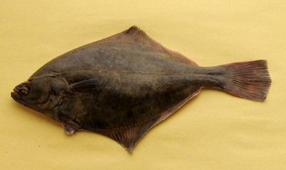 Platichthys flesus Flunder Passera Stornia pianuzza European flounder di Flet commun mare Iverak Речная камбала Φασί Solha-das-pedras Skrubbskädda Kampela 欧洲川鲽 Cá bơn châu Âu Flundra © Comugnero Silvana