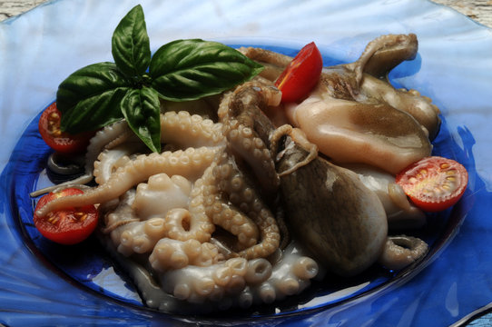 Octopus vulgaris