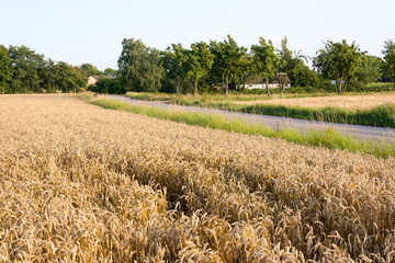Wheat fields and road with farmhouses in the background