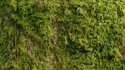 Fototapeta premium Tree bark with green moss