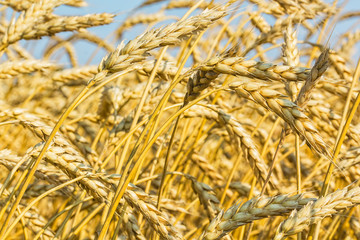 Golden ears of wheat in the field, macro